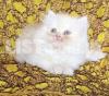 pure persian fawn male KITTEN FOR SALE