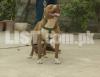 Pure blood pitbull terrier female pup