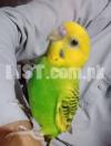 Australian green+yellow color parrot Babby