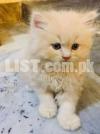 Persian pair of male and female kittens