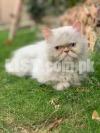 Extreme Punch female Cat For Sale