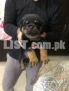 Show Quality Pedigree Female Rottweiler and 2 pups 50 days old