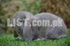 Holland Loop | Fancy Rabbits | Imported Rabbits | Loop Rabbit |
