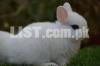 Hotot Dwarf | Pet Bunnies | Fancy Bunnies | Imported Fancy Rabbit |