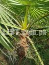 Beutiful Palm Plant For Sale - Only for Wholesale