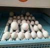 Pet bird eggs for sale from Europe
