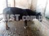 running business of Dairy farm for sale