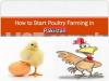 Start Poultry Farming Business | Cemani Australorp RIR Sussex Shamo