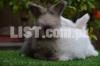 Imported Fancy Rabbits | English Angora Rabbit | Angora Rabbit |