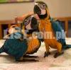Blue  macaw chicks