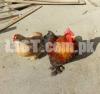 imported bloodline Bantam Cochin chicks & pair