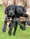 Pedigreed  Labrador Pups for sale