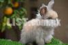Fancy Rabbits ~ Imported Rabbits ~ English Angora ~ Loop Rabbits ~