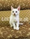Turkish Angora & Persion kittens For sale
