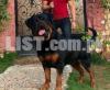 imported Rottweiler puppy?s available for sale  Champion