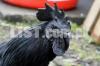 Ayam Cemani Chicks  - Worlds Most Exotic & Expensive Chicken Breed