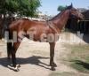 Thoroughbred Horse For sale!