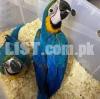 Macaw birds Available for sale 03258389240