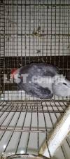 GREY PARROT CHICKS 2 MONTHS AGE HEALTHY  ACTIVE FULLY PLAYFULL