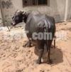 confirm 4 month pregant buffalo 320/kg