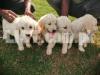 Beatiful Golden Retriver puppies for sale!!