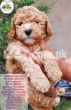 Toy Poodle Male/Female puppy available