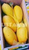 sindhri mangoes available in karachi