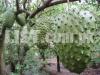 Soursop Anty Cancer Fruit Available in Pakistan