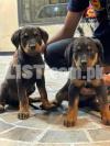 Rottweiler Puppes Pair For Sale