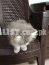 Imported cat Russian For sale in Karachi
