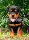 Pure Breed Male Rottweiler