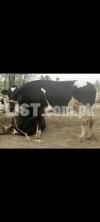 6 cow Sale . cross breed cow  full discount rate pr