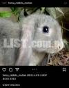 Holland Loop Grey colour rabbit