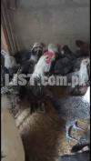 Desi Chicks (females)-4.5 Month Old - Great for organic egg production