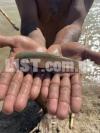 Grass Carp | Tilapia | Phool Sole(Snakehead)  | Fish Seeds For Sale