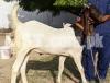 2 kamori bakra full height bakre goat Bakray heavy weight