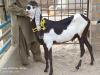 Bakra in Islamabad,Free classifieds in Islamabad Available for sale