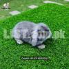 Holland lop pet rabbit