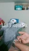 African grey rate one pic male female DNA k sath