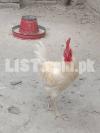 home grown chickens 03437993711