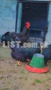 Plymouth Rir Australorp and light Sussex eggs