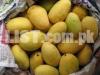 Farm Fresh Dosehri Mangoes for Sale