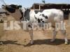 Australian Bell - Cow 4 Dant | White Black Color | Bukhari Cattle Farm