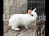 Dwarf Hotot Adult Male Rabbit
