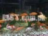 common goldfish(ph#03037022290)plz contact on this no