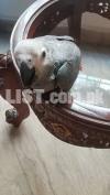 Congo Grey Parrot Chicks are available for sale.