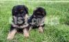 Eid Offer German Shepherd Puppies Male/Female For Sale Family's only