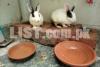 Beautiful Rabbits Pair for sale