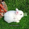Dwarf hotot fancy pet rabbits