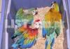 parrots for sale 03430338296